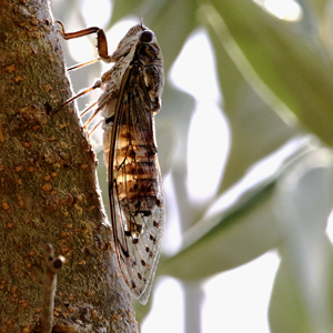 Cicada barbara - 300x300