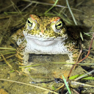Sapo Corredor - Epidalea calamita