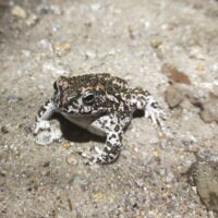 Sapo Corredor - Epidalea calamita2